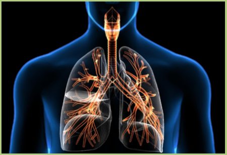 Système respiratoire